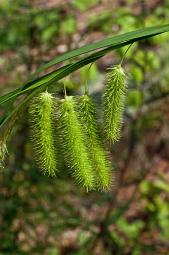 Carex comosa #15